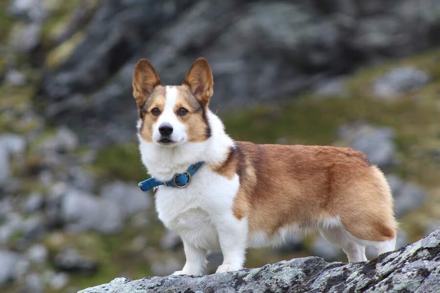 Corgi in Alaska