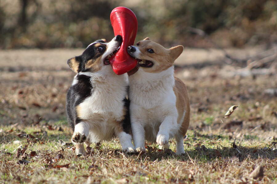 Corgi crew