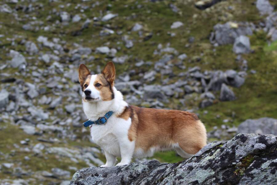 Corgi exploring rocky terrain