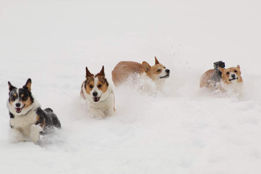Corgis in snow
